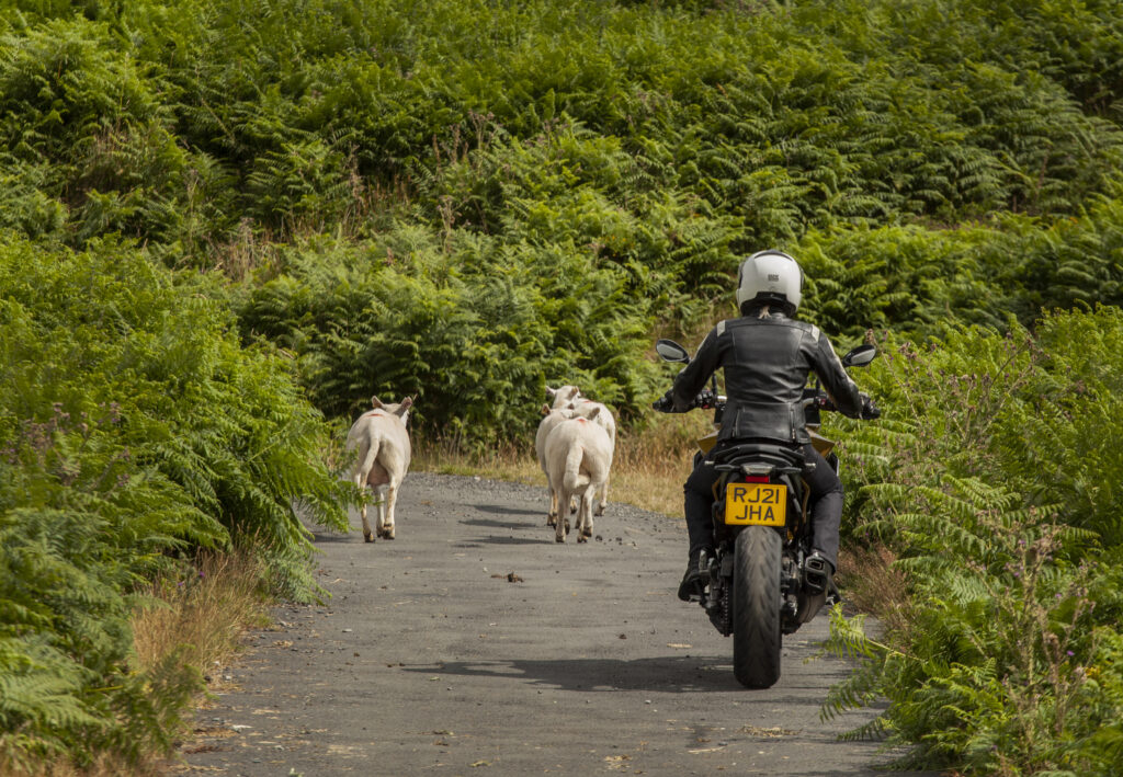 Nothing quite says you've arrived in Wales like a backcountry lane with a sheep-jam on it! 